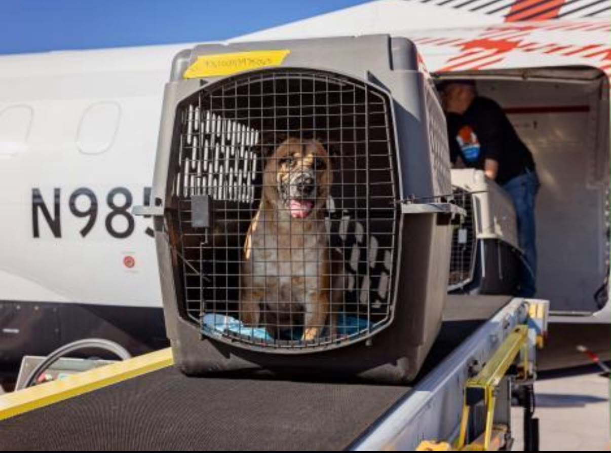 Safe animal and pet transportation